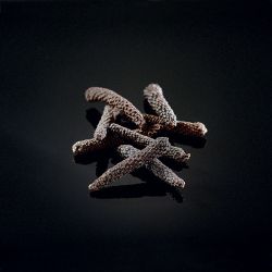 Poivre long noir de Kampot Poivre noir