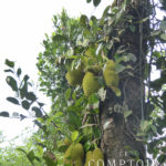 Jack fruit du Kérala