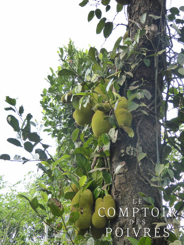 Jack fruit du Kérala