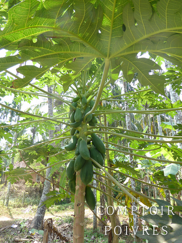 Papaye dans le Kérala