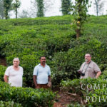 Plantation de poivre dans le Kérala