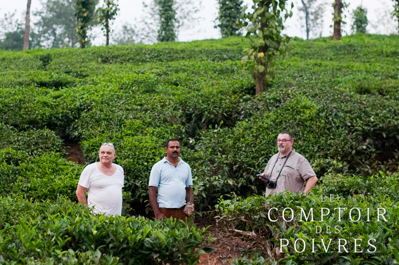 Plantation de poivre dans le Kérala