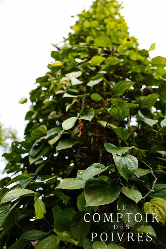 Plantation de poivre dans le Kérala