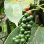 Plantation de poivre du Kérala