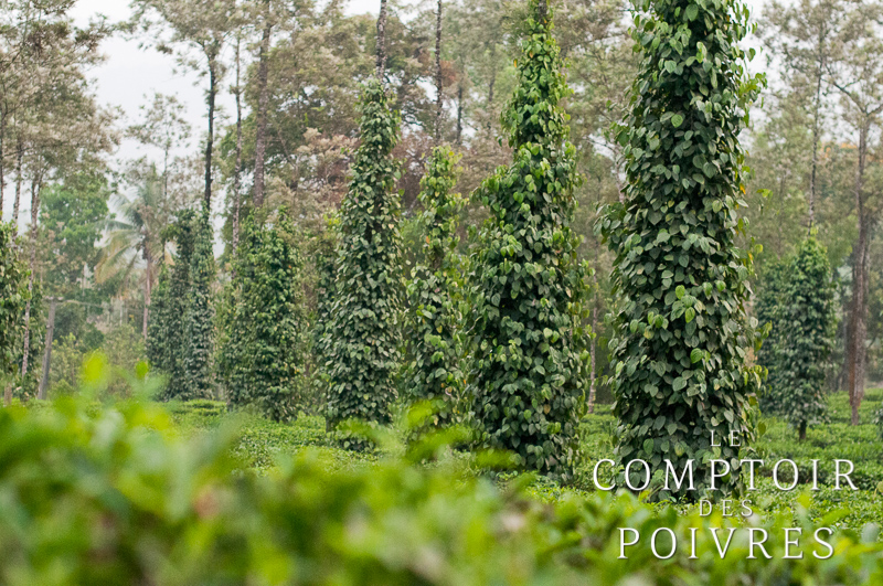 Plantation de poivre en Inde dans le Kérala