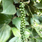 Plantation de poivre du Kérala