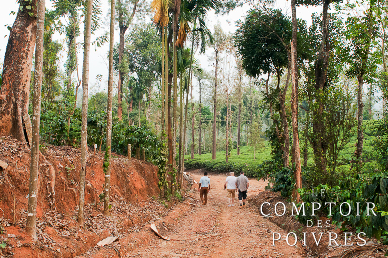 Plantation de poivre dans le Kérala