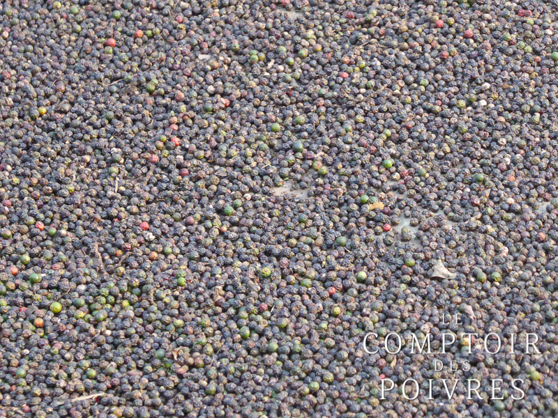 Séchage du poivre dans le Kérala