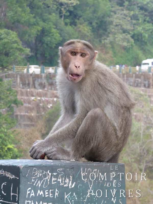 Singe du Kérala en Inde