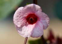 Fleur d'hibiscus