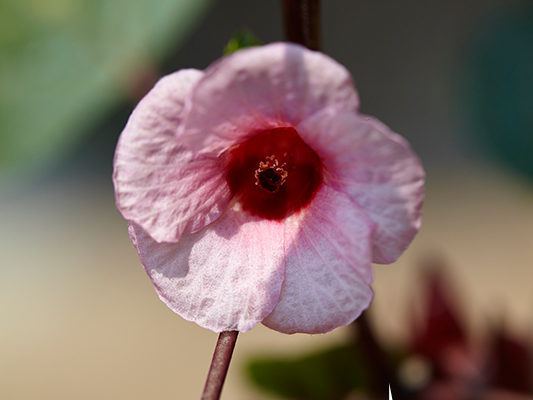 Fleur d'hibiscus