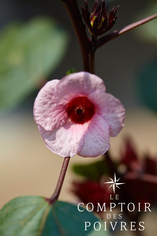 Bissap Vimto - Fleurs d'hibiscus entières séchées