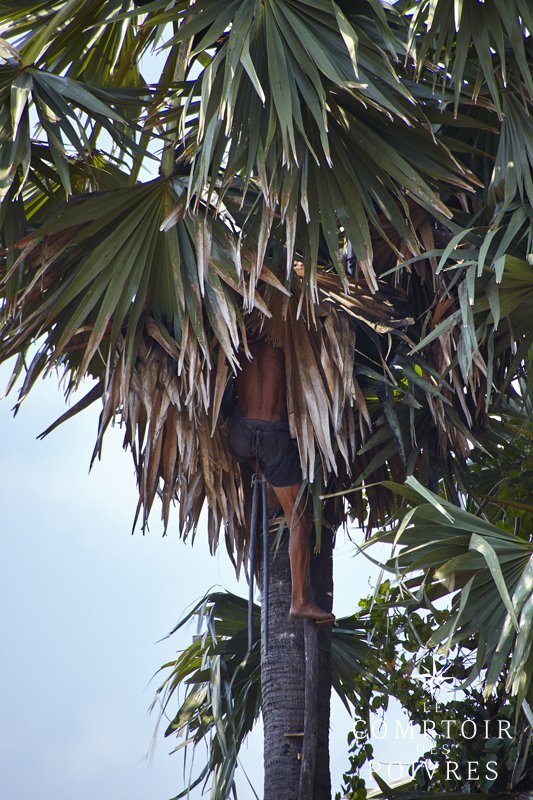 Sucre de palmier