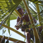 Sucre de palmier