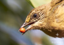 Poivre des oiseaux