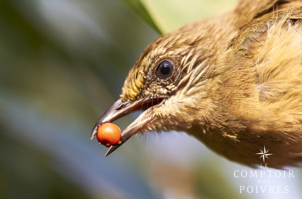 Poivre des oiseaux