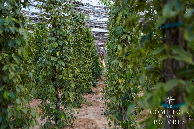 Plantation de poivre au Cambodge