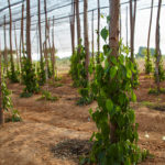 Plantation de poivre à Kampot