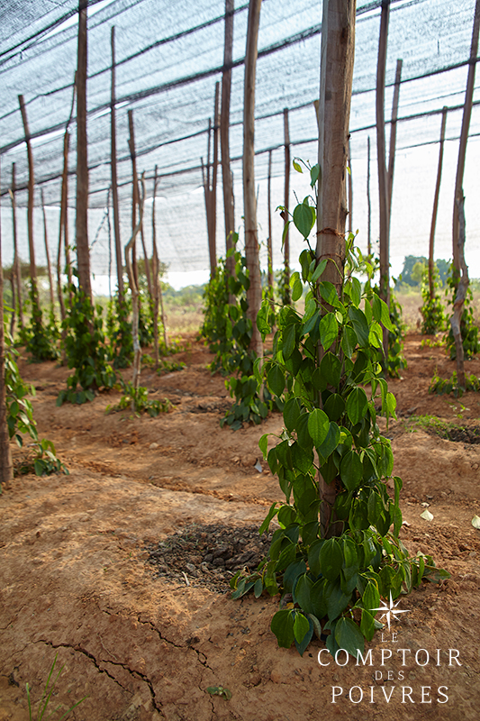 Plantation de poivre à Kampot