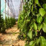 Plantation de poivre au Cambodge