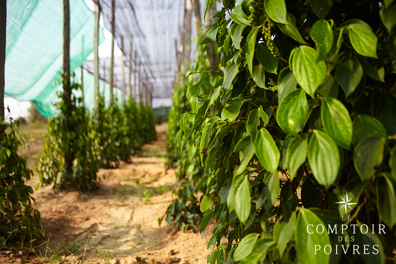 Plantation de poivre au Cambodge