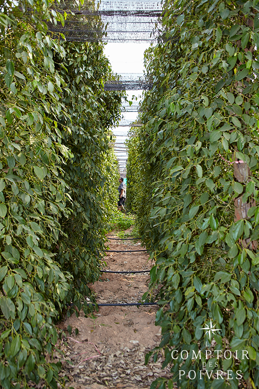 Plantation de poivre à Kampot