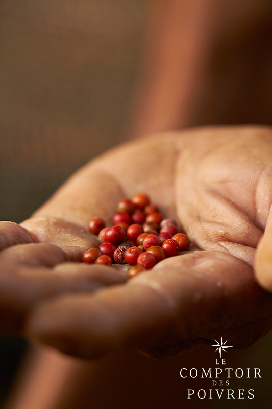 Grains de poivre rouge